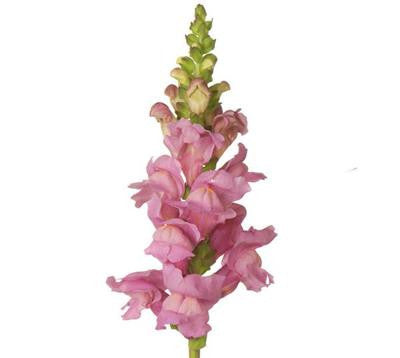 Snapdragon Pink - BloomsyShop.com