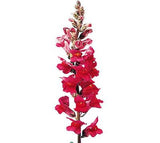 Snapdragon Red - BloomsyShop.com