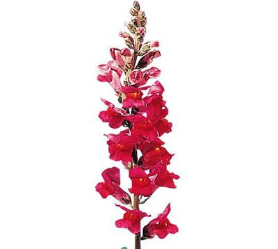 Snapdragon Red - BloomsyShop.com