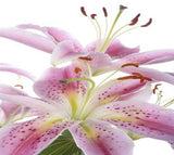 Oriental Lilies Medium Pink - BloomsyShop.com