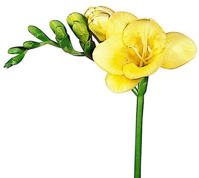 Freesias Yellow - BloomsyShop.com