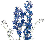 Delphinium Volkenfrieden - BloomsyShop.com