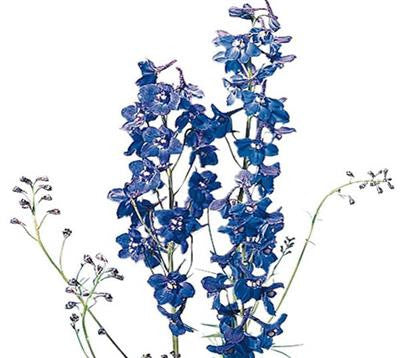 Delphinium Volkenfrieden - BloomsyShop.com