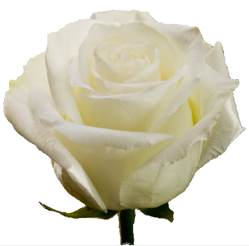 Roses White Glacier - BloomsyShop.com
