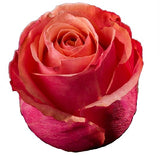 Roses Peach Art Rose - BloomsyShop.com
