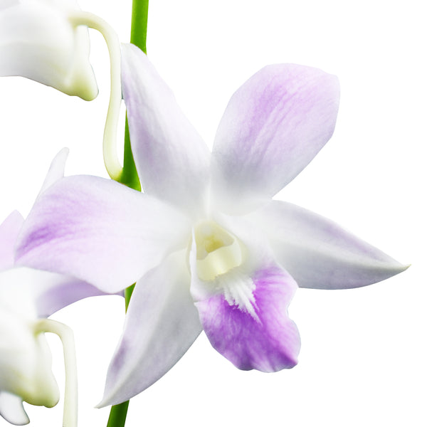 Dendrobium Orchids Beloved - BloomsyShop.com