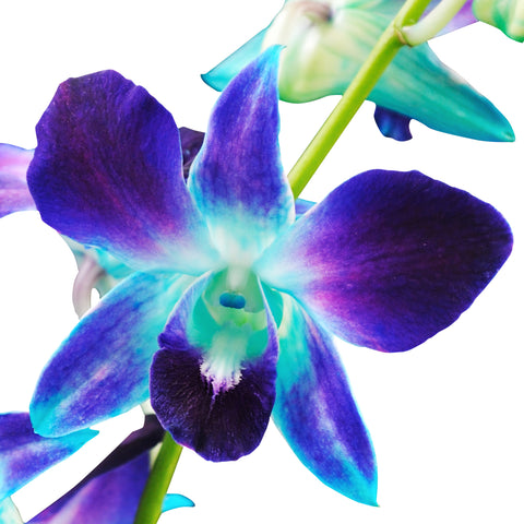 Dendrobium Orchids Blue Bom - BloomsyShop.com