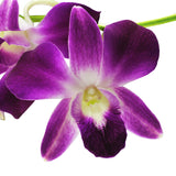Dendrobium Orchids Bom - BloomsyShop.com