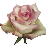 Roses Bicolor Pink Cezzane - BloomsyShop.com