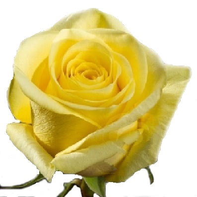 Roses Yellow Citran - BloomsyShop.com