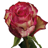 Roses Bicolor Pink Clown - BloomsyShop.com