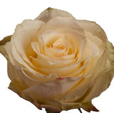 Roses Light Pink Cream Esperance - BloomsyShop.com