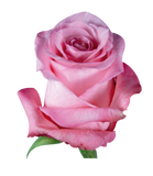Roses Medium Pink Conquista - BloomsyShop.com