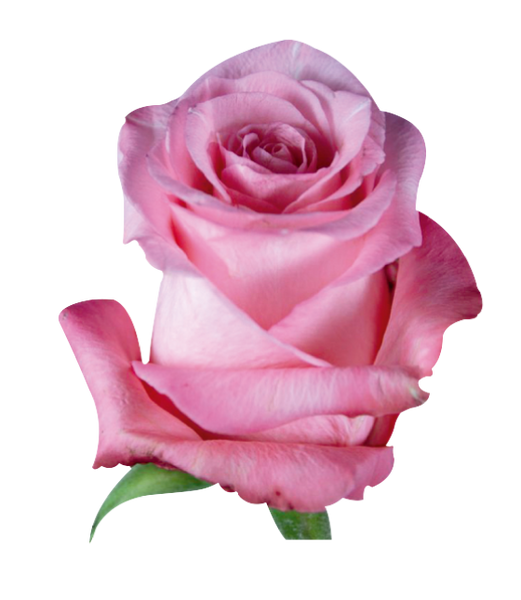 Roses Medium Pink Conquista - BloomsyShop.com