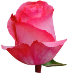 Roses Medium Pink Dekora - BloomsyShop.com