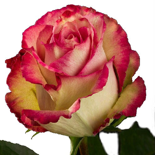 Roses Bicolor Pink Edge - BloomsyShop.com