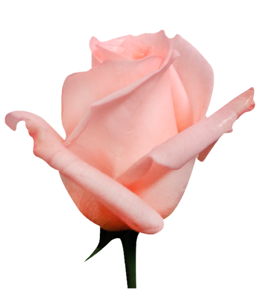 Roses Medium Pink Engagement - BloomsyShop.com