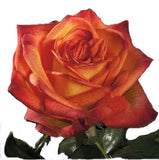 Roses Bicolor Yellow Fiction - BloomsyShop.com