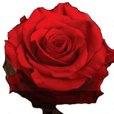 Roses Red Fidelity Red - BloomsyShop.com