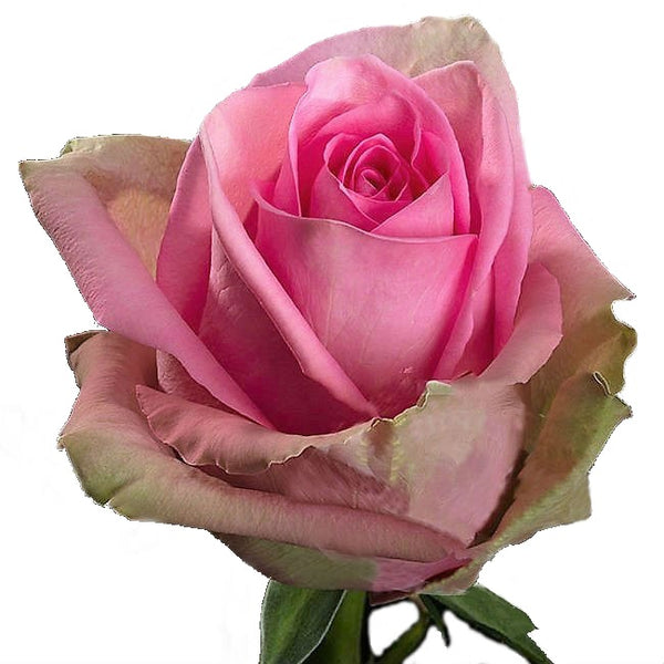 Roses Medium Pink Fusion - BloomsyShop.com