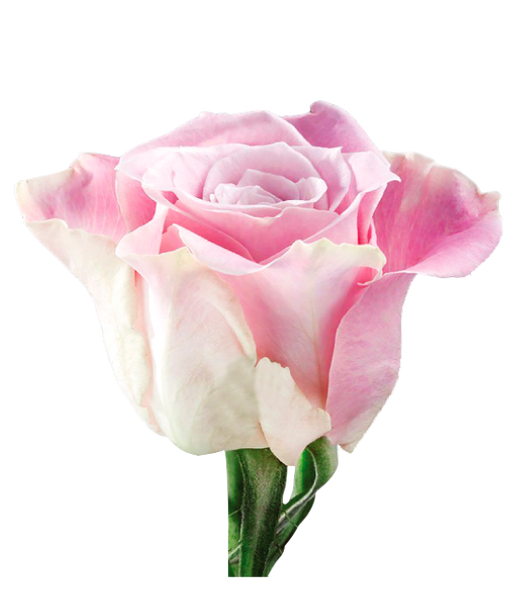 Roses Light Pink Faith - BloomsyShop.com