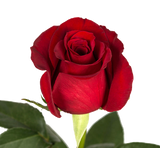 Red Roses V-Day Farm Choice - BloomsyShop.com