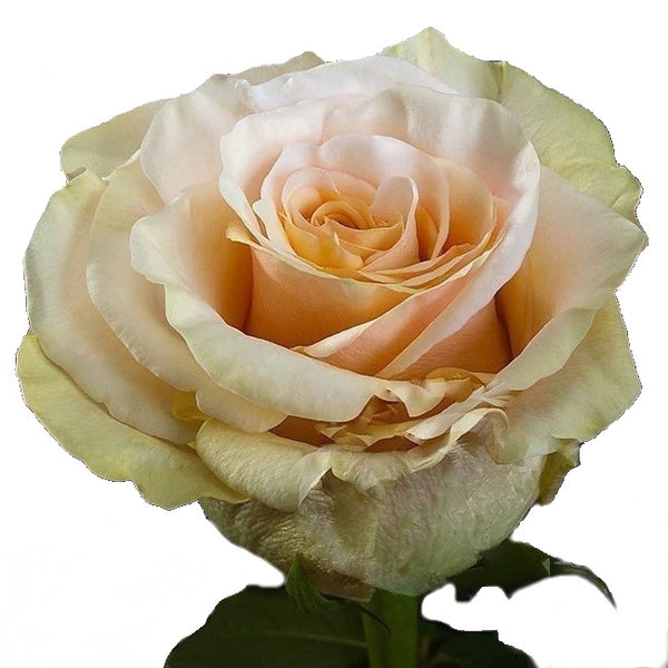 Roses Peach Ghobi - BloomsyShop.com
