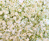 Gyp New Love-Baby's Breath - BloomsyShop.com