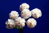 Gyp New Love-Baby's Breath - BloomsyShop.com