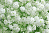 Gyp New Love-Baby's Breath - BloomsyShop.com