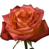 Roses Orange High & Orange Magic - BloomsyShop.com