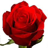 Roses Orange Hot Nina - BloomsyShop.com