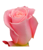 Roses Medium Pink Hermosa - BloomsyShop.com
