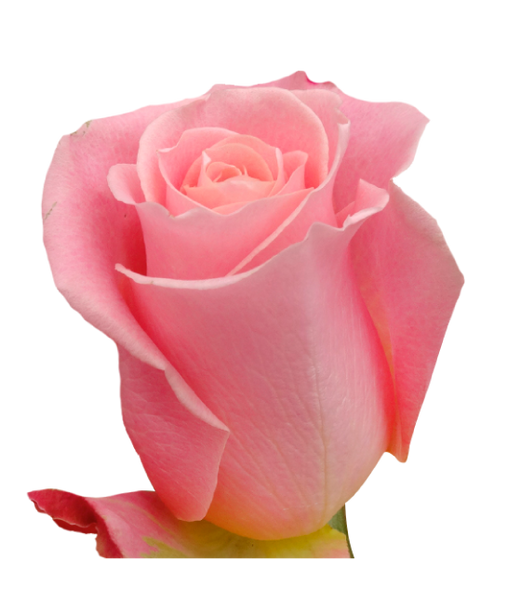 Roses Medium Pink Hermosa - BloomsyShop.com