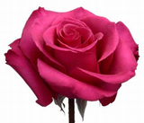 Roses Hot Pink Hot Princess - BloomsyShop.com