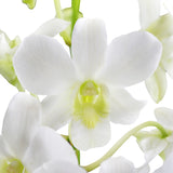 Dendrobium Orchids White Hybrid - BloomsyShop.com