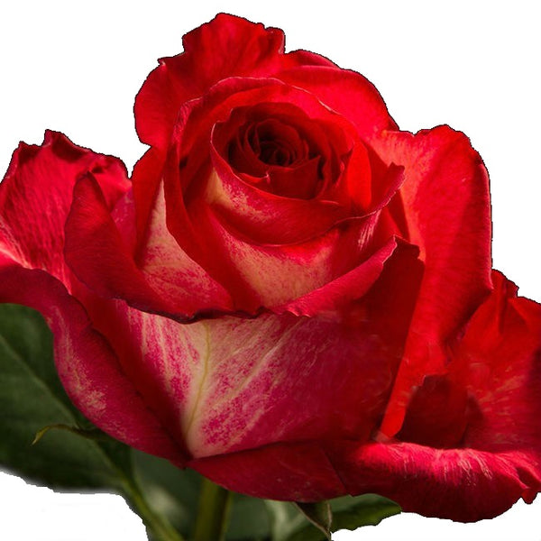 Roses Novelties Iguazu - BloomsyShop.com