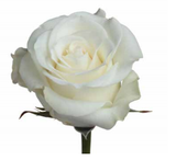Roses White Inocencia - BloomsyShop.com