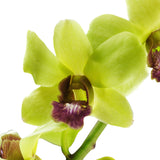 Dendrobium Orchids Jade - BloomsyShop.com