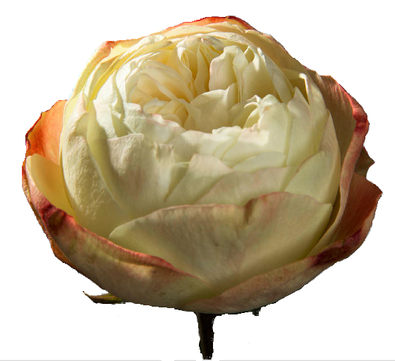 Roses Green Khela - BloomsyShop.com