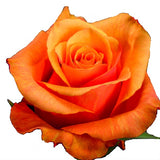 Roses Orange Lumia - BloomsyShop.com
