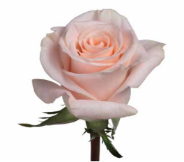 Roses Cream/Peach Lady Jane - BloomsyShop.com