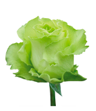 Roses Green Limonada - BloomsyShop.com