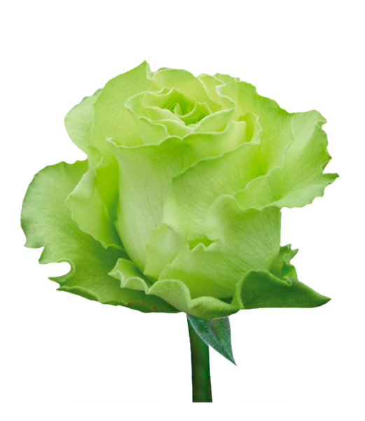 Roses Green Limonada - BloomsyShop.com