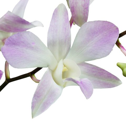 Dendrobium Orchids Miss Thailand - BloomsyShop.com