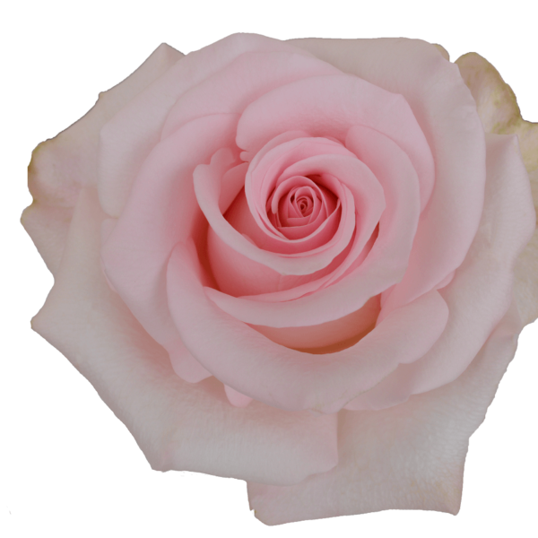 Roses Light Pink Novia - BloomsyShop.com