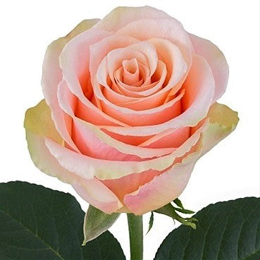 Roses Peach Primavera - BloomsyShop.com
