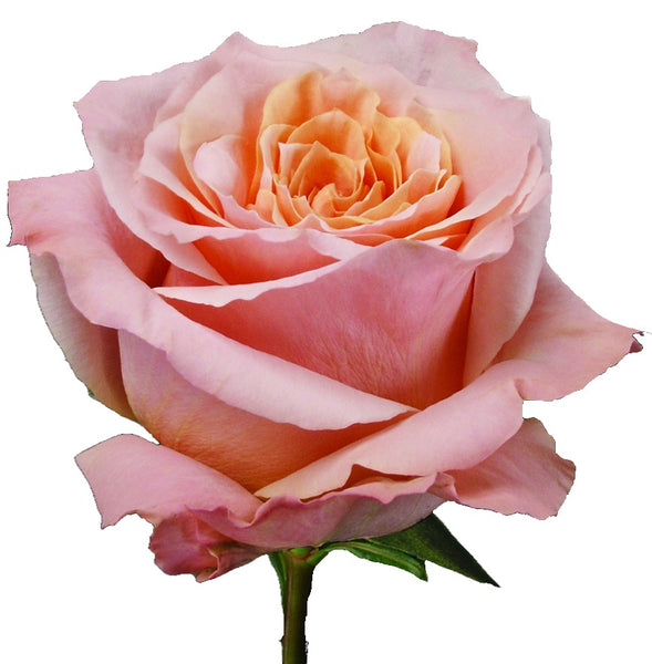 Roses Cream Shimmer - BloomsyShop.com