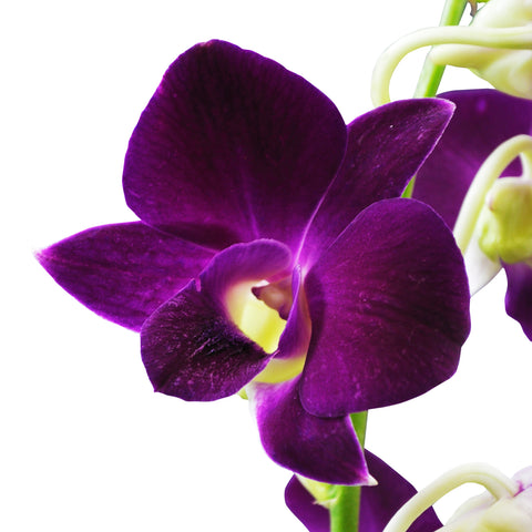 Dendrobium Orchids Sabin - BloomsyShop.com