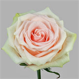Roses Light Pink Salma - BloomsyShop.com